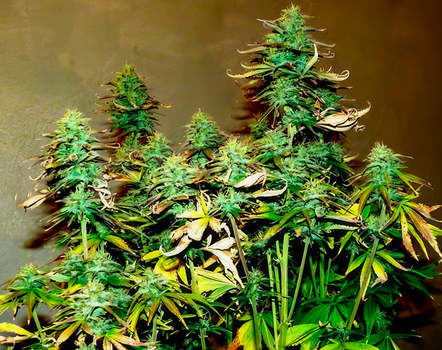 Листья конопли после ожога от удобрений