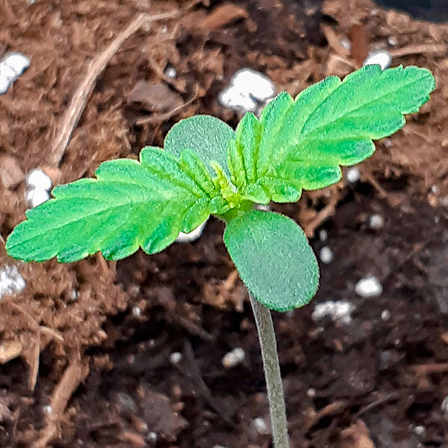 Пророст семян сорта Scout Cookies Auto