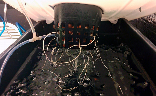 Корень клона конопли