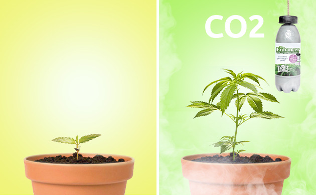 Применение The Enhancer для выращивания конопли