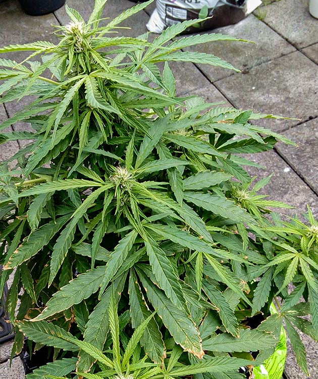 Проблемы с избытком питательных веществ Ожоги от удобрения на листьях каннабиса