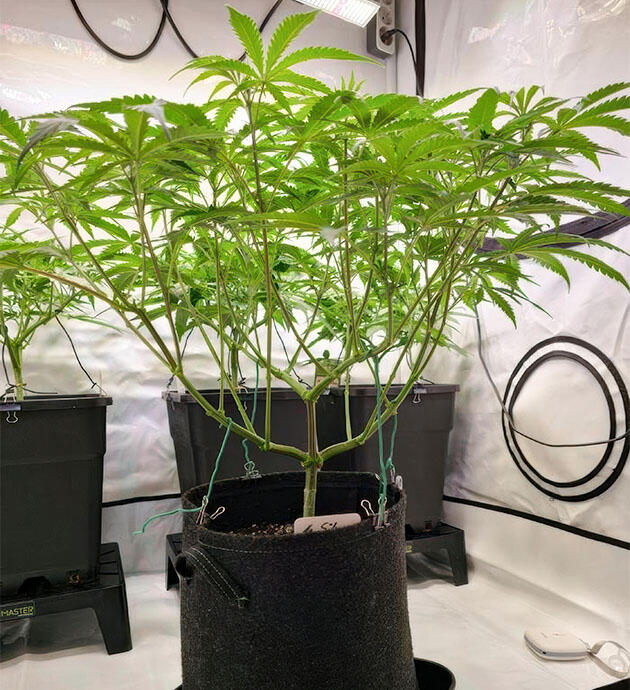 6 неделя развития сорта Super Silver Haze от GHS