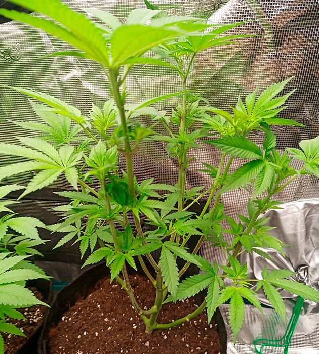 Восьмая неделя выращивания марихуаны Каннабис ростом 50 см