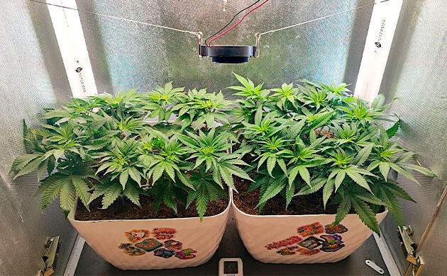 Обработка стимулятором Кусты Mimosa Shot и Gorilla Zkittlez на 6 неделе развития