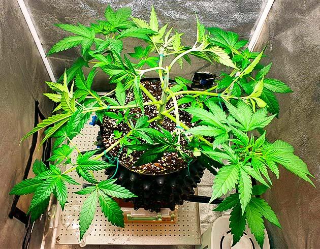 4 неделя выращивания сорта RS11