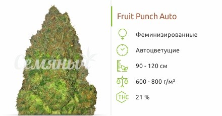 Fruit Punch Auto fem от Heavyweight Seeds