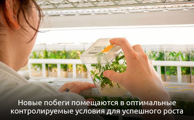 Помещение новых побегов в контролируемые условия