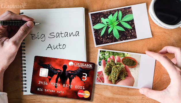 Выращивание сорта Big Satana Auto