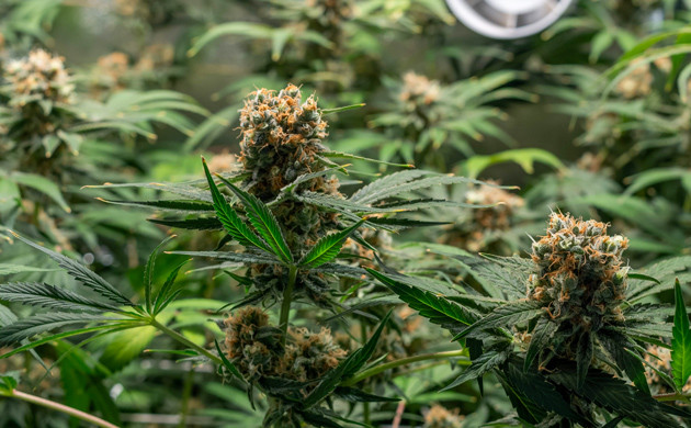 Куст Delicious Candy Early Version fem перед харвестом