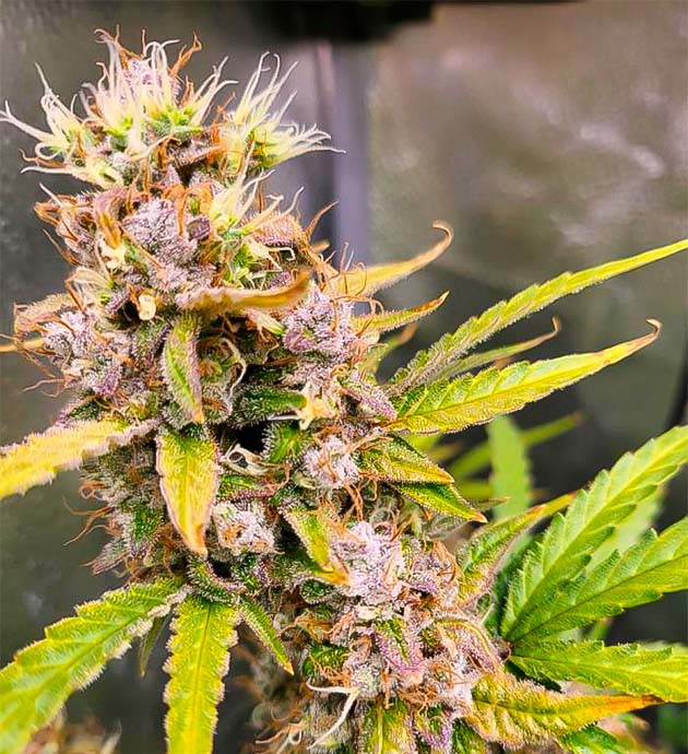 Куст Forbidden Runtz Auto от FastBuds на 12 неделе