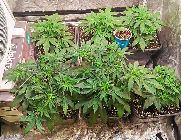 Cream Caramel Auto: использование 12-литровых горшков