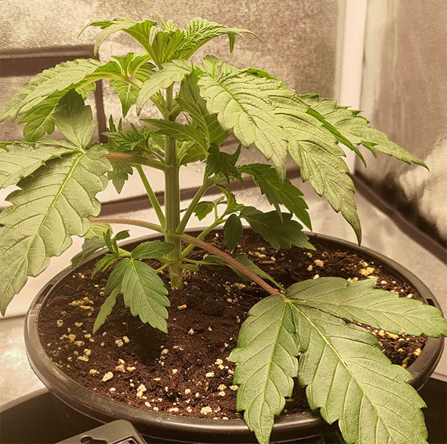 Борьба с высокой температурой в боксе