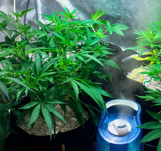 Куст после пересадки в горшок на 11 литров