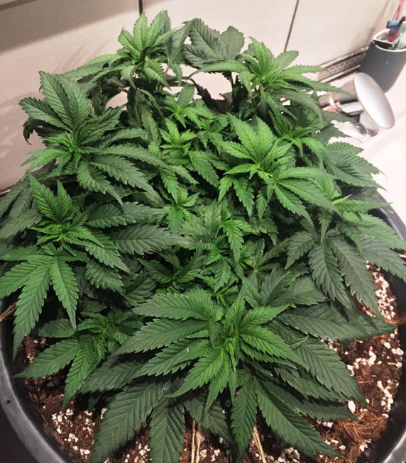 Шестая неделя выращивания