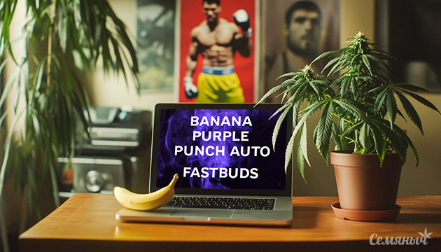 Гроурепорт по выращиванию сорта Banana Purple Punch Auto