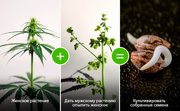 Размножение из одной партии: разнообразие и возможности