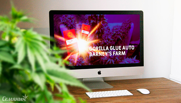 Гроурепорт по выращиванию сорта Gorilla Glue Auto