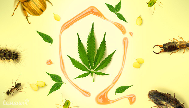 Что такое масло ним и для чего оно нужно?