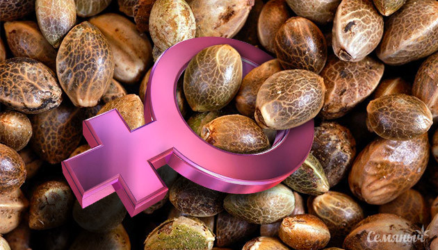 Семена феминизированных автоцветов Автоцветущие феминизированные семена