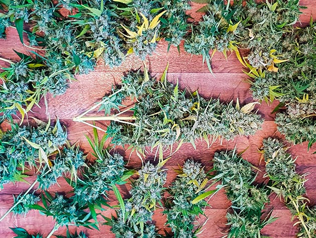 Тримминг и сушка соцветий Shiskaberry