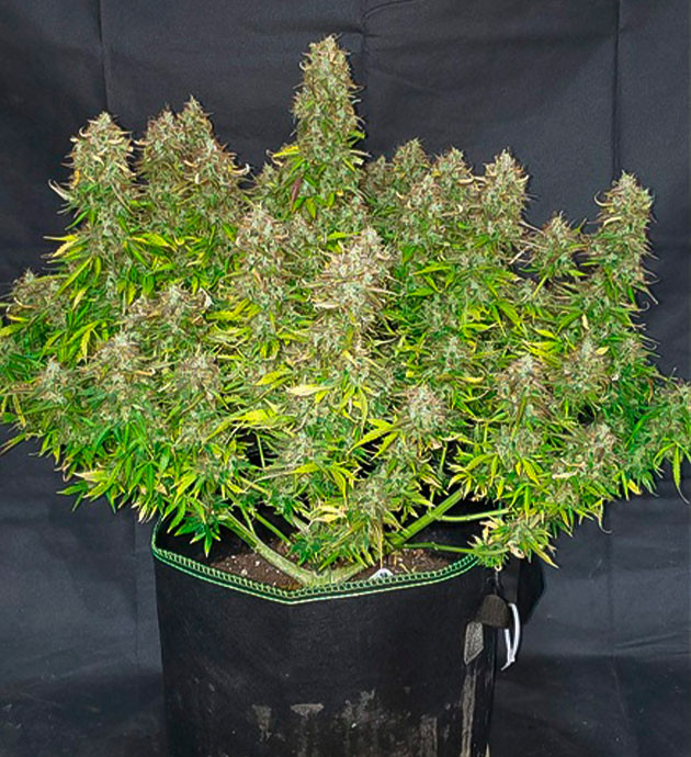 Соцветия с коричневыми стигмами