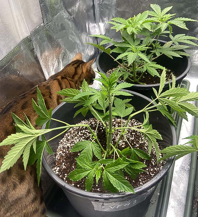 Подготовка к ScrOG Vanilla Frosting Удаление лишних листьев и суперкроппинг Vanilla Frosting