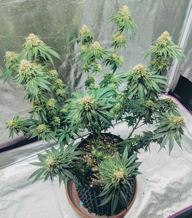 Изменение количества удобрений и дефолиация марихуаны Куст Sapphire OG на 11 неделе выращивания
