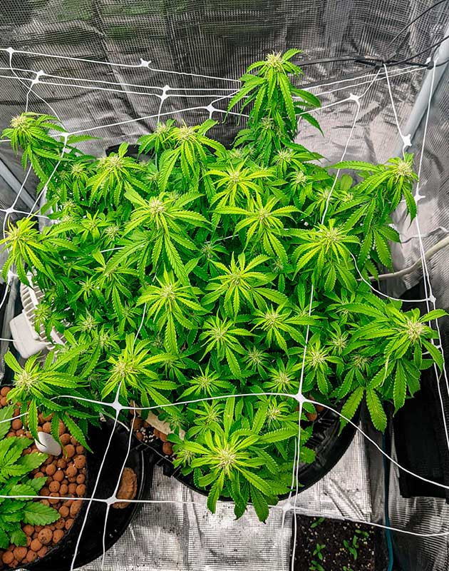 выращивание сорта конопли Gorilla Glue Auto