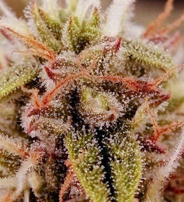 КУст Godfather OG Auto от 7CH American ростом 46 см