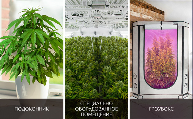 Места для выращивания конопли