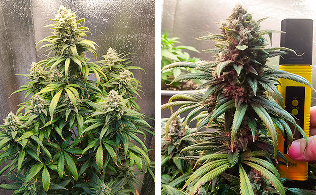 Куст на завершающей стадии выращивания