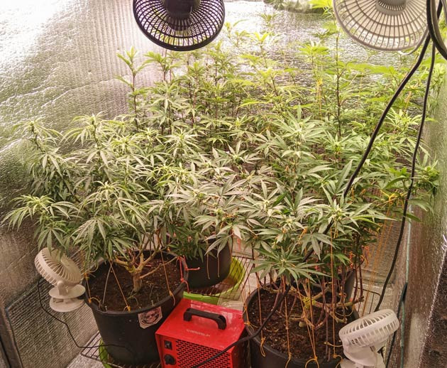 Куст Gelato 2 Auto на стадии цветения