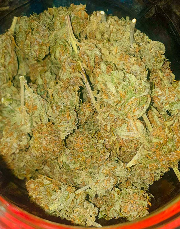 Собранный урожай сорта Banana Purple Punch Auto