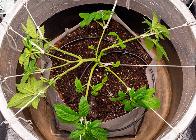 Надлом стебля и растяжка побегов конопли