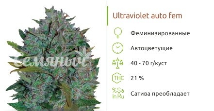Ultraviolet auto fem (Samsara Seeds) от Samsara Seeds