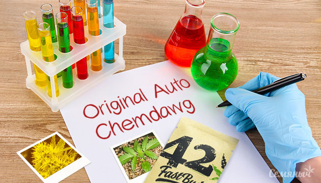 Гроурепорт сорта Original Auto Chemdawg от FastBuds