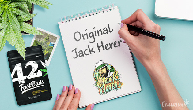 Гроурепорт по выращиванию сорта Original Jack Herer Auto