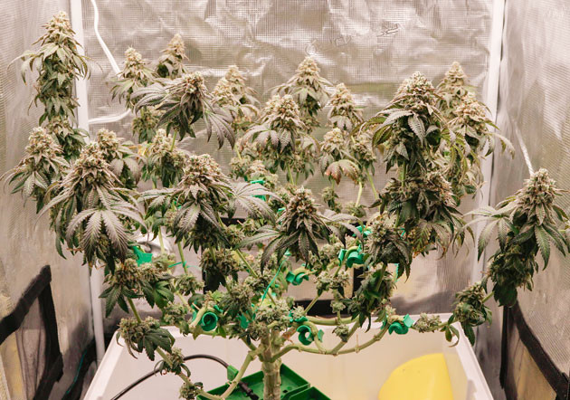 Куст Crescendo RBX1 от Ethos Genetics на 17-18 неделе