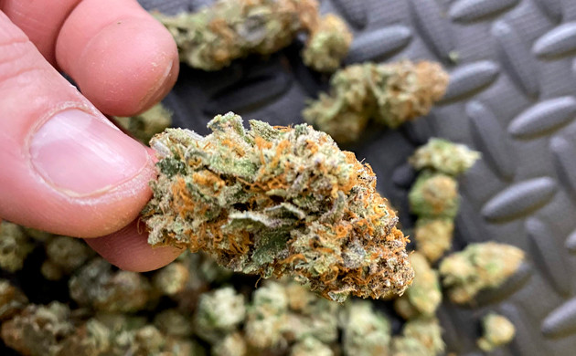 Шишка после просушки