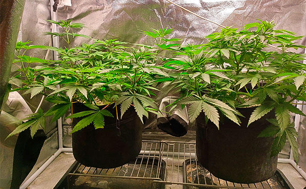 Кусты Black Widow на 6 неделе развития