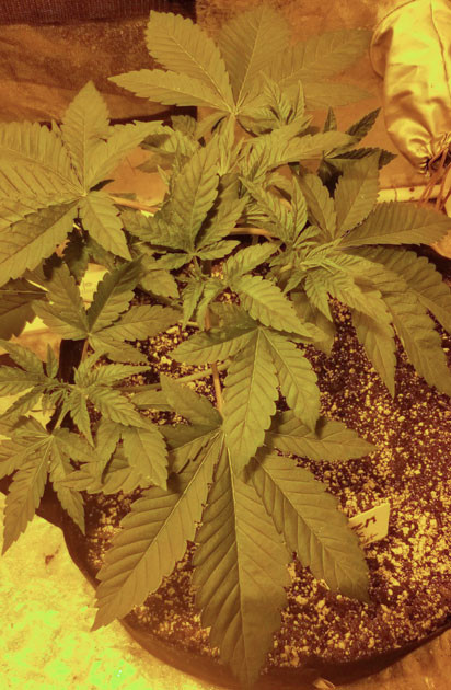 Проведение дефолиации Куст Green Crack 2.0 от Humboldt Seed Organization на 4 неделе