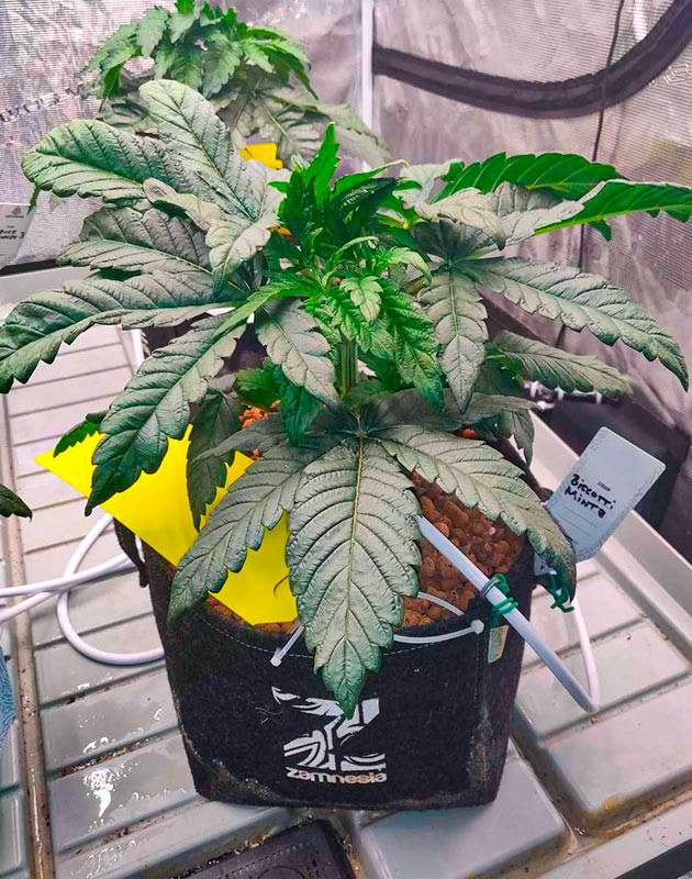 Формирование корневой системы Biscotti Mintz Biscotti Mintz дневник по выращиванию