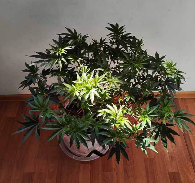 Стимуляция цветения куста Dozy Doz Перевод на цветение куста Dozy Doz