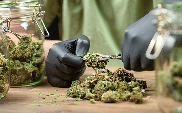 Сахарные листики на шишках: сохранить или удалить?