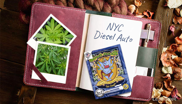 Выращивание сорта NYC Diesel Auto Гроурепорт сорта марихуаны NYC Diesel Auto