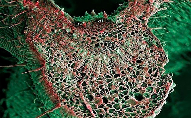 Лист конопли в разрезе