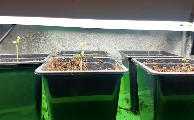 Растишки под флуоресцентной лампой