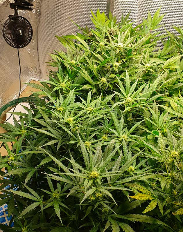 Появление фруктового аромата Цветущие кусты № 1 и 2