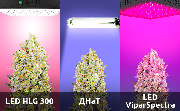 Выращивание конопли под разным освещением