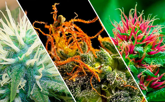 Стигмы разного цвета